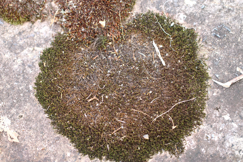 Racomitrium affine